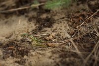 Jesterka travni - Podarcis tauricus - Balkan wall lizard 7866